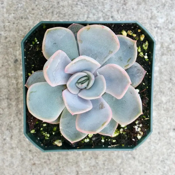 Echeveria Orion