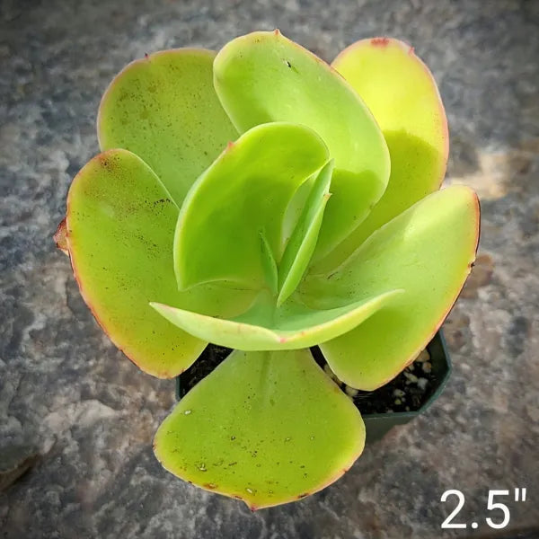 Echeveria Pallida aka Echeveria Argentine