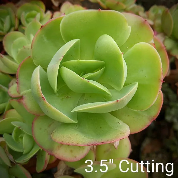 Echeveria Peach Pride
