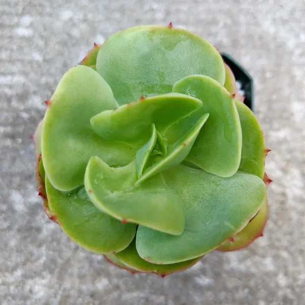 Echeveria Peach Pride