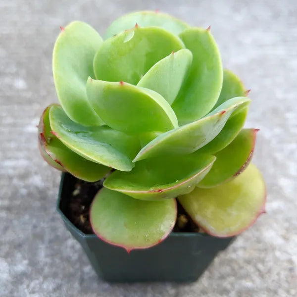 Echeveria Peach Pride