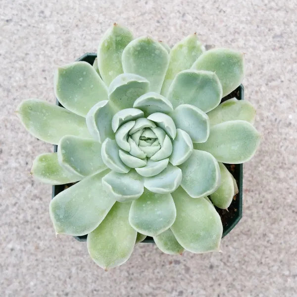 Echeveria Premera