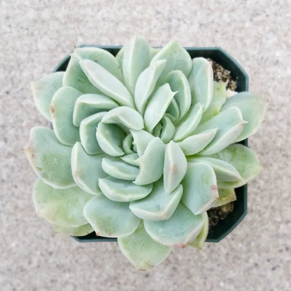 Echeveria Premera