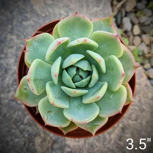 Echeveria Prism