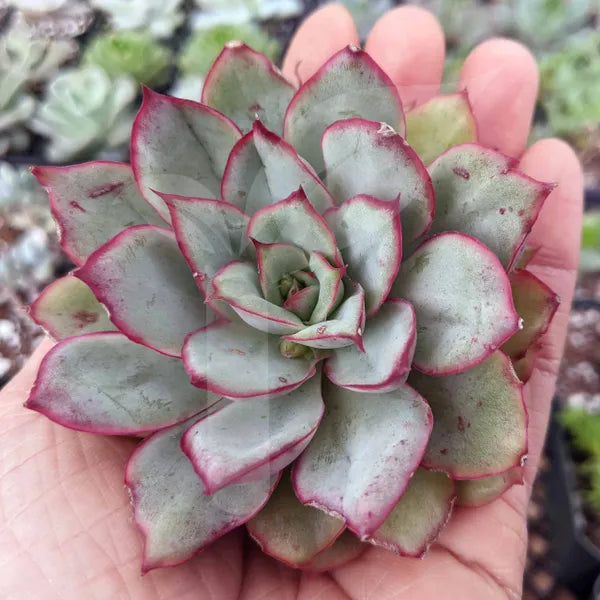 Echeveria Pulidonis Christmas