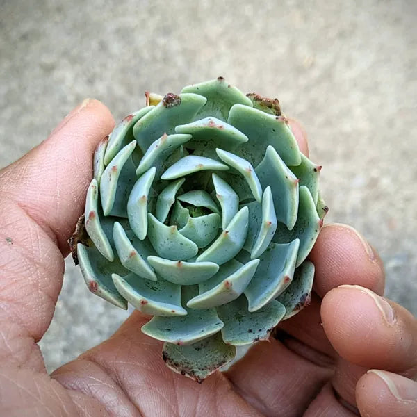 Echeveria Pumila Glauca