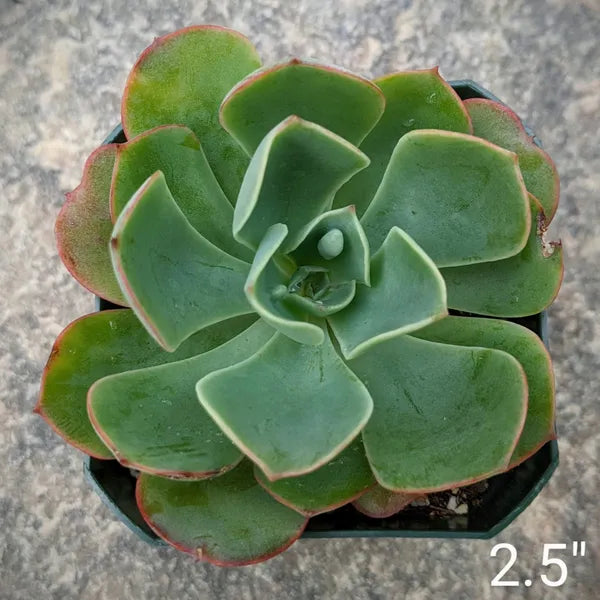 Echeveria Raindrops