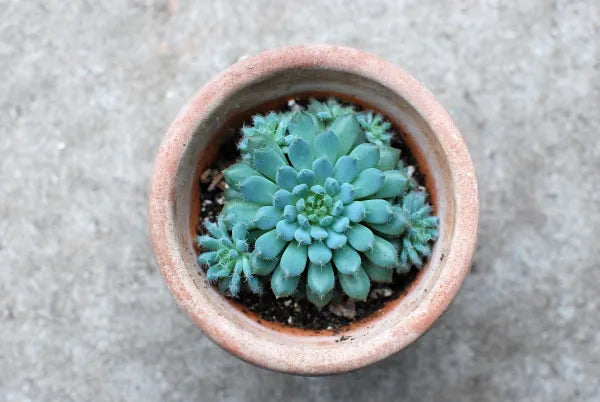 Echeveria Setosa v. Deminuta