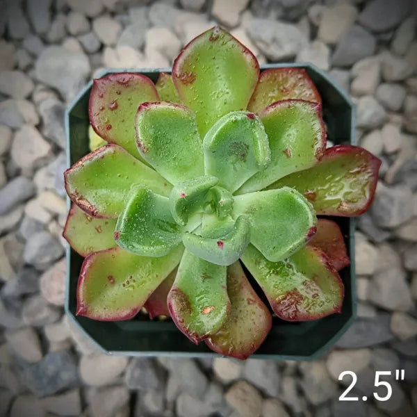 Echeveria Setosa var. Oteroi