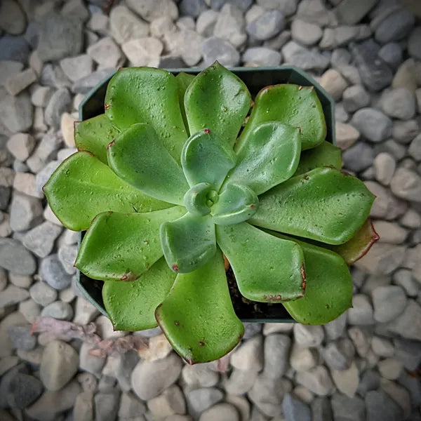 Echeveria Setosa var. Oteroi