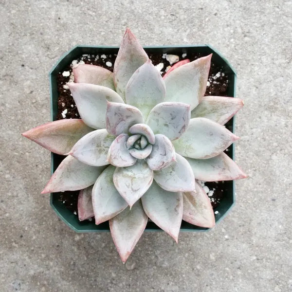 silver queen succulent Buy Echeveria Silver Queen – Stunning Hybrid Succulent with Pastel Pink Rosettes – Grow Something