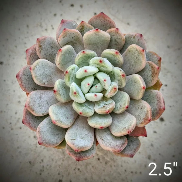 frosted claw succulent Echeveria 'Snow Claw' – Unique Succulent with Frosted Leaves