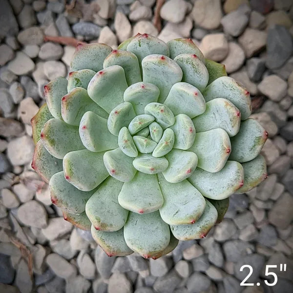 Close-up of Echeveria 'Snow Claw' displaying a dense rosette with mint-green leaves tipped in red.