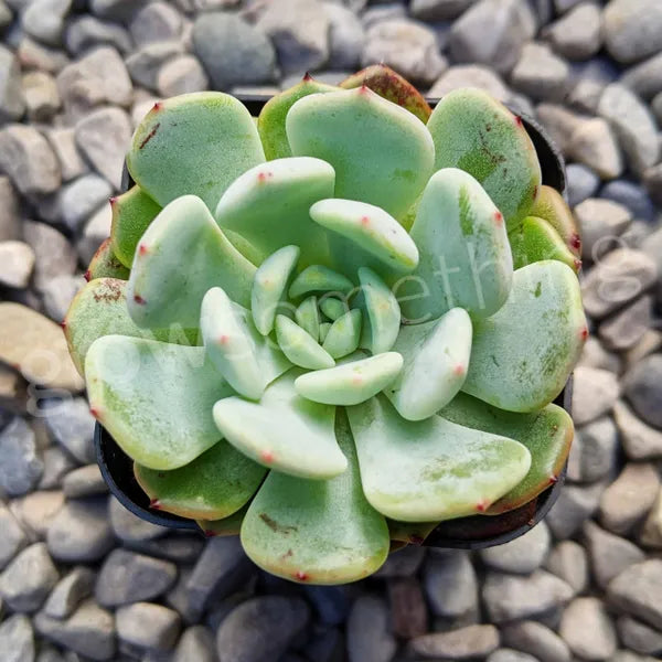 Close-up of a young Echeveria 'Snow Claw' displaying a rosette with mint-green leaves tipped in red.