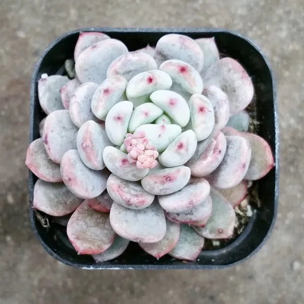 Close-up of Echeveria 'Snow Claw' displaying a dense rosette with pinkish-white leaves tipped in red.