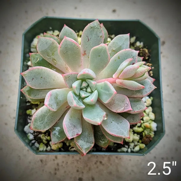 Echeveria Subcorymbosa Lau 030