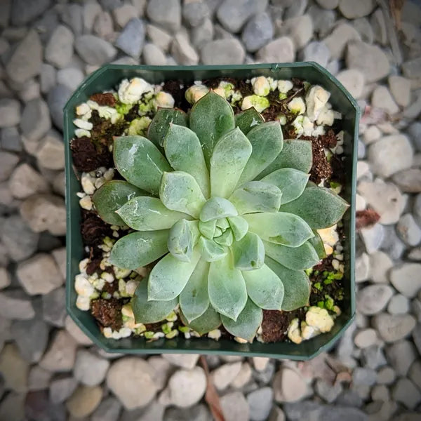 Echeveria Subcorymbosa Lau 030