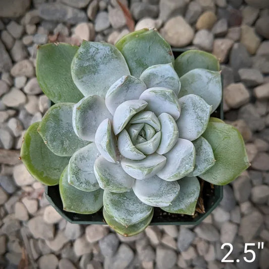 A close-up of Echeveria 'Snow Bunny' showcasing its rosette of pale green to silvery leaves.