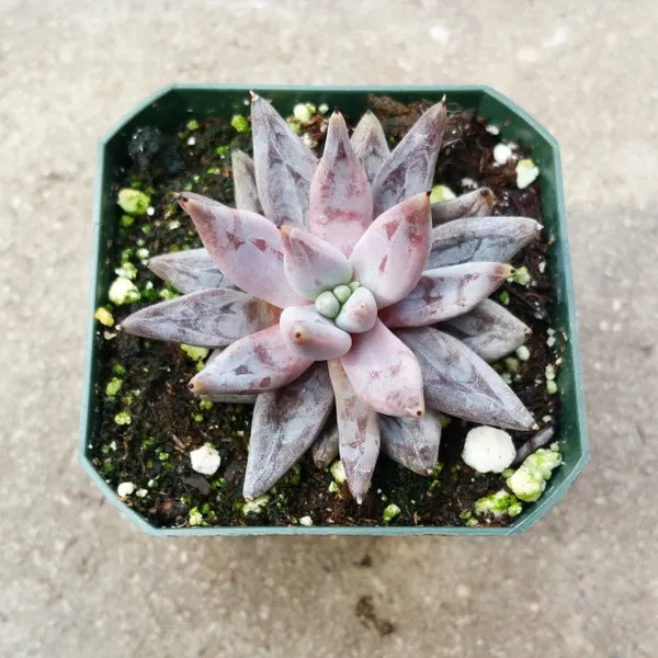Echeveria Unguiculata