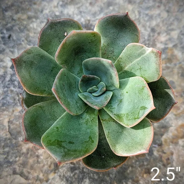 echeveria green prince succulent Echeveria 'Blue Prince' – Blue-Green Succulent with Purple Hues