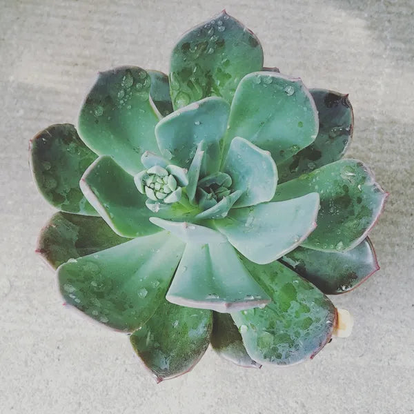 Echeveria ‘Blue Prince’