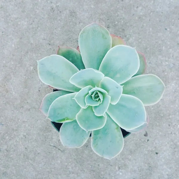 Echeveria 'Domingo'