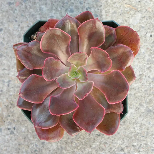 Close-up of Echeveria 'Painted Frills' in 3.5" pot, featuring a compact rosette of ruffled, frilly-edged leaves in a blend of pastel colours, including soft pinks, purples, and greens. The plant's vibrant colours are more pronounced in bright light.