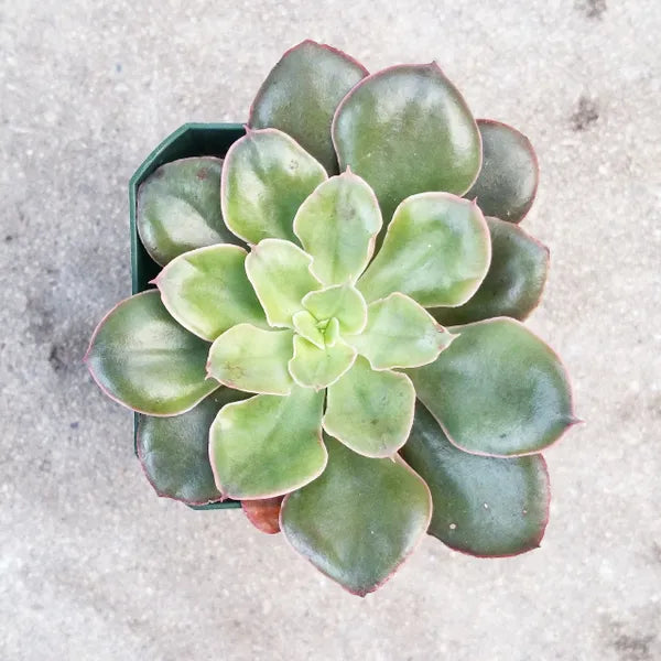 Close-up of Echeveria 'Painted Frills' in 2.5" pot, featuring a compact rosette of ruffled, frilly-edged leaves in a blend of pastel colours, including soft pinks, purples, and greens. The plant's vibrant colours are more pronounced in bright light.