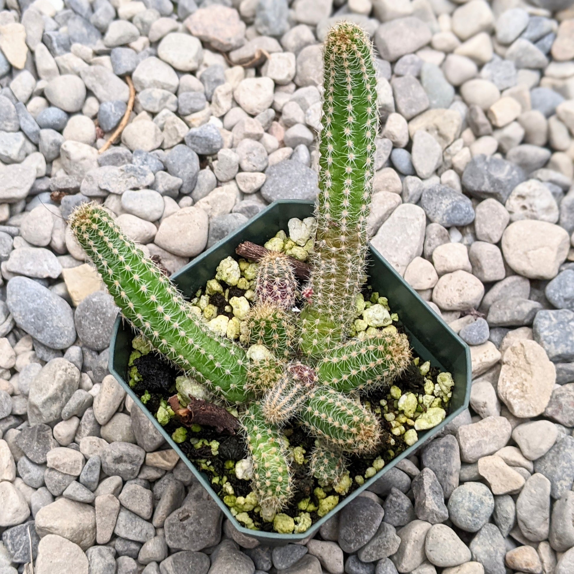 A close up red flower of Echinopsis Chamaecereus in 2.5" pot.