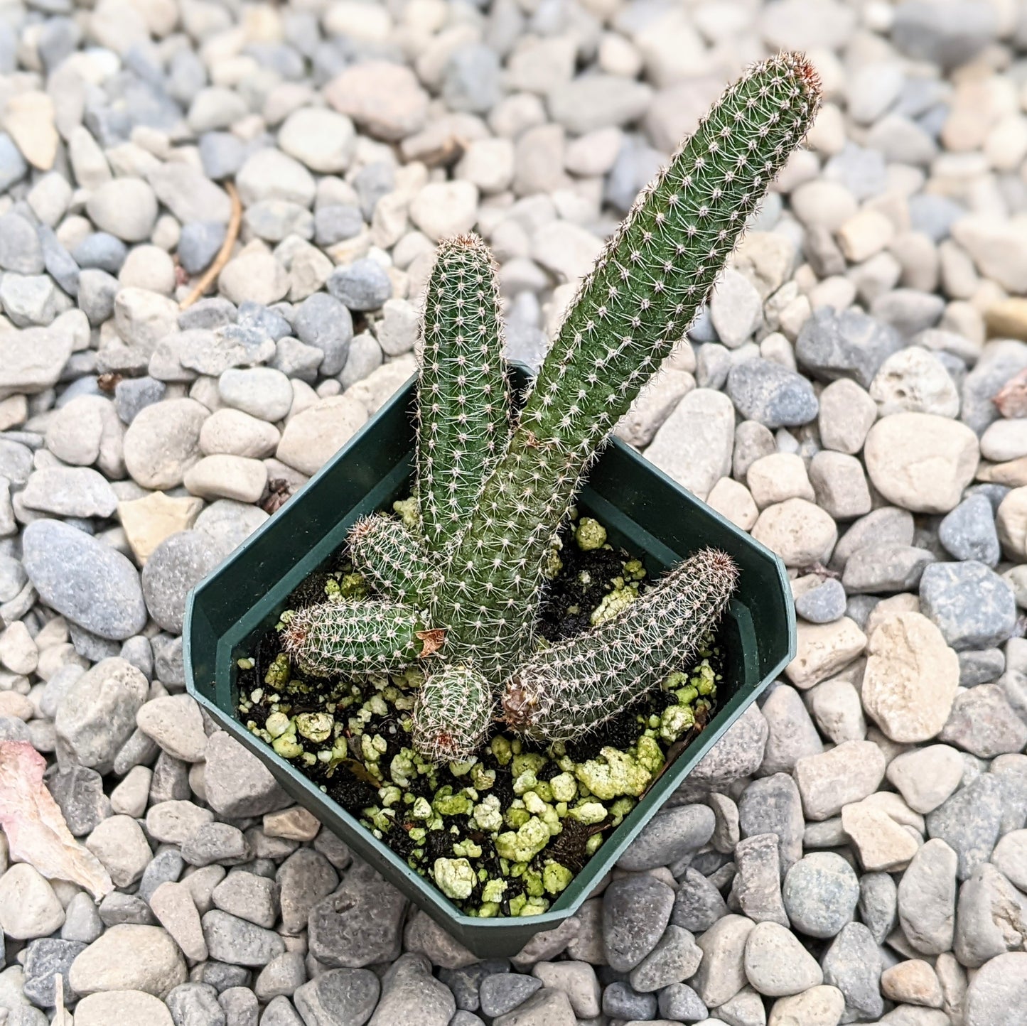 Close-up of Echinopsis ‘Westfield Alba’ cactus in 2.5" pot.