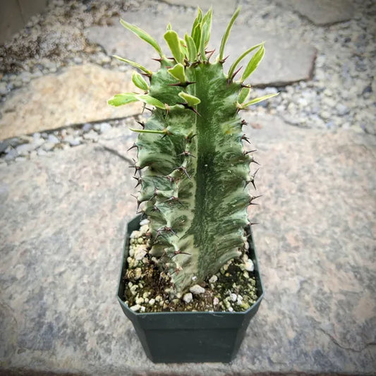 Euphorbia Eritrea Variegata