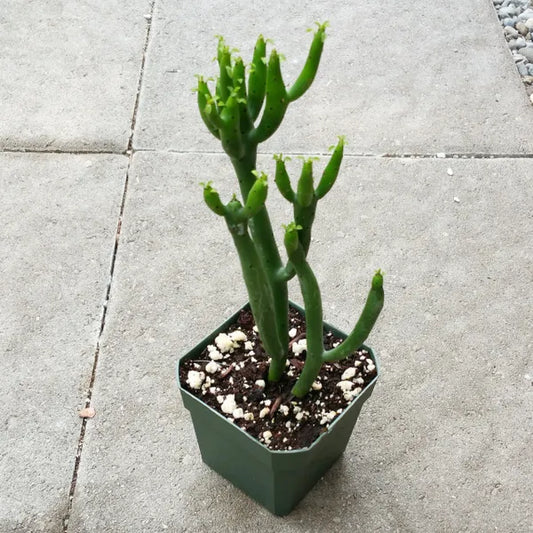Euphorbia Leucodendron