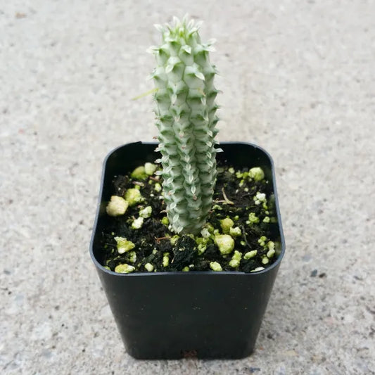 Euphorbia Mammillaris Variegata