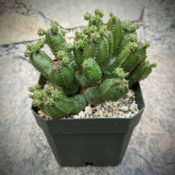 Euphorbia Pseudoglobosa