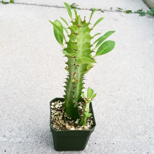 Euphorbia Trigona