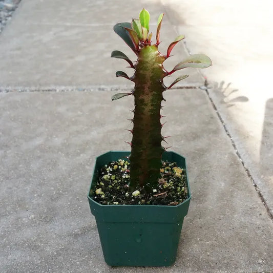 Euphorbia Trigona 'Rubra'