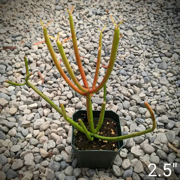 firestick pencil cactus poison Euphorbia Tirucalli 'Firestick' for Sale | Pencil Cactus