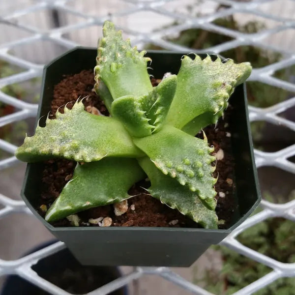 Faucaria Tuberculosa