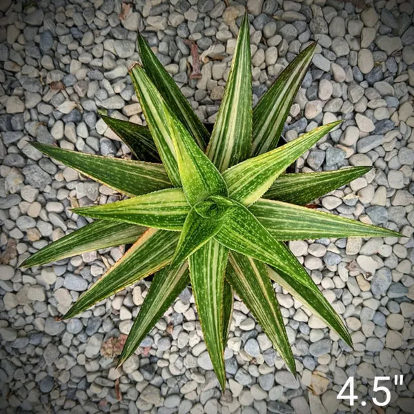 Gasteraloe 'Green Gold' Variegated