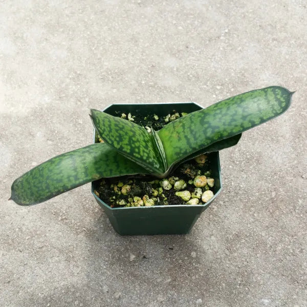 Gasteria Brachyphylla