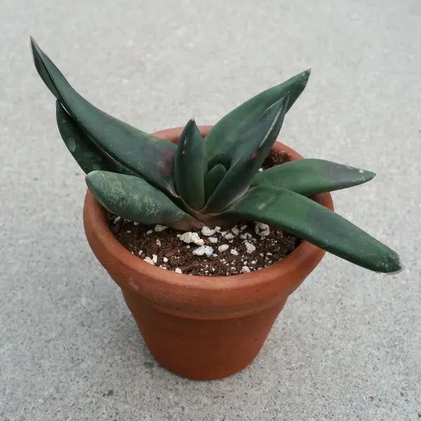 Gasteria Maculata