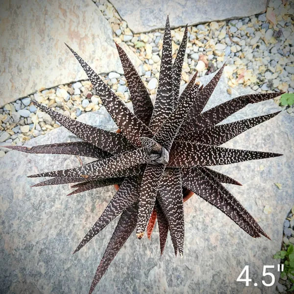 Gasteria Okavango