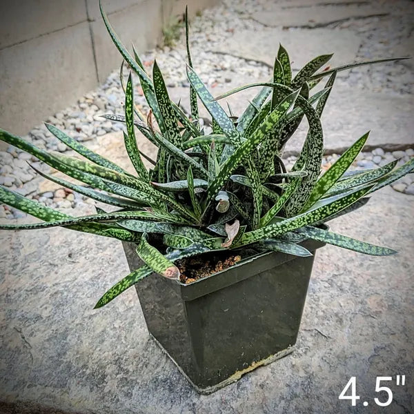 Gasteria Species