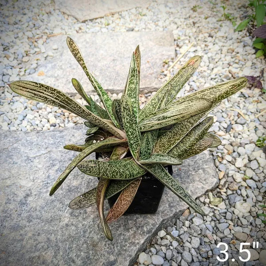 Gasteria ‘Little Warty’