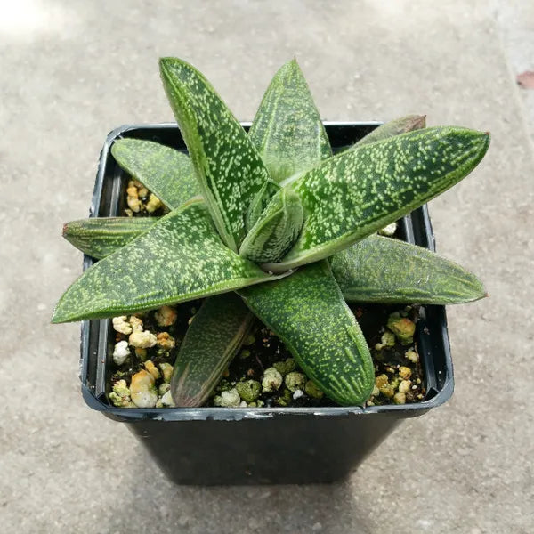 Gasteria ‘Little Warty’
