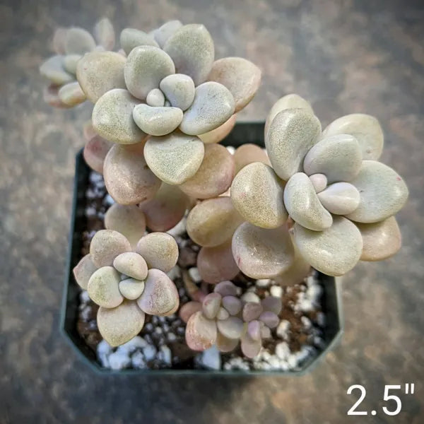 A close-up of Graptopetalum ‘Ellen’ in a 2.5" pot, showing its plump, soft cream-coloured leaves with a hint of pink.