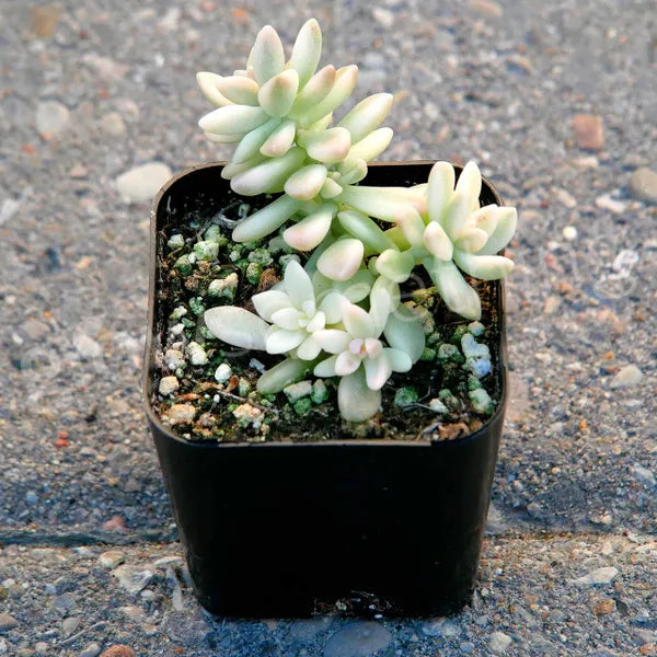 Graptopetalum Mirinae Variegated