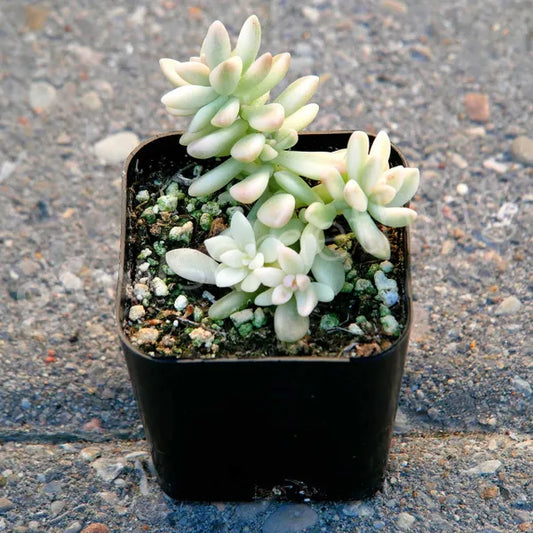 Graptopetalum Mirinae Variegated