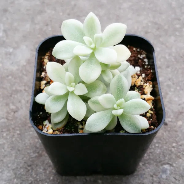Graptopetalum Mirinae Variegated