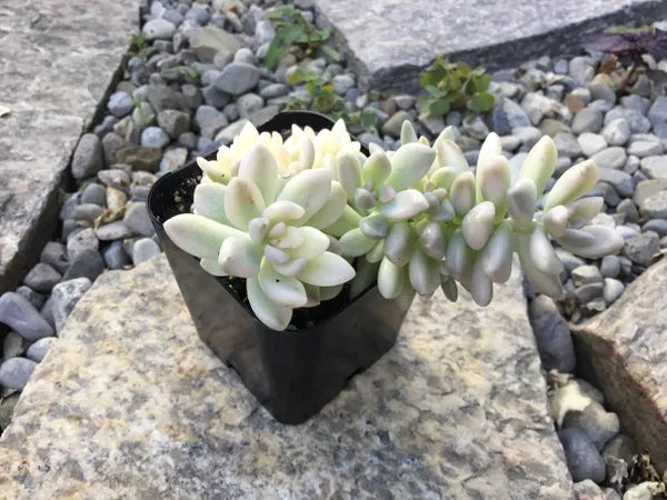 Graptopetalum Mirinae Variegated